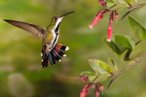 hummer